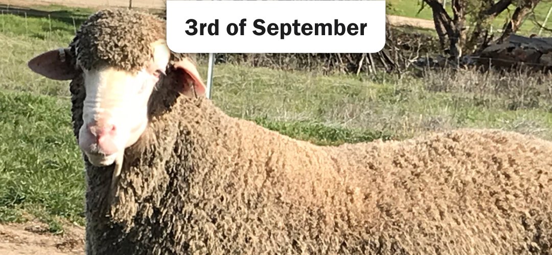 Classings Classic Sale Team