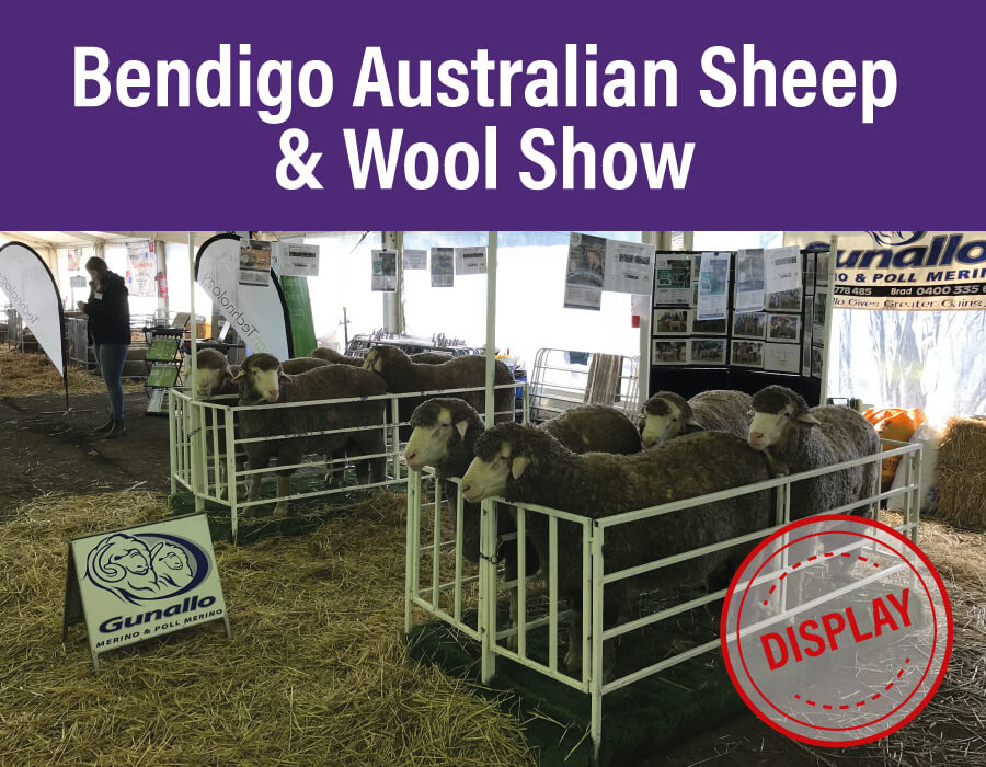 Bendigo Australian Sheep & Wool Show Gunallo
