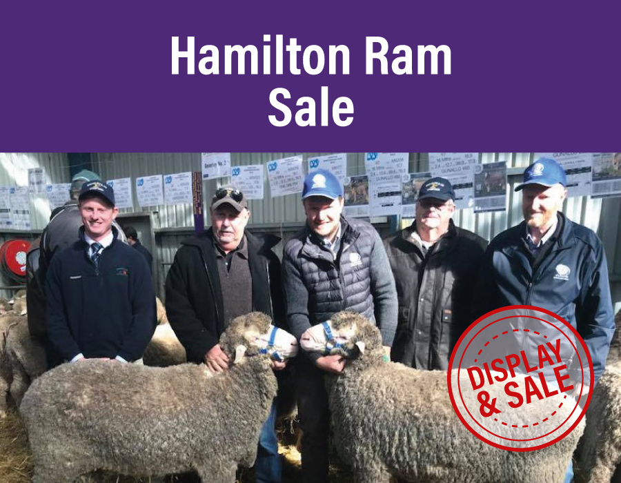 Hamilton Ram Sale