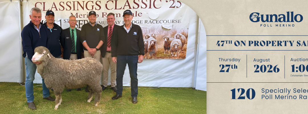 From the Australian Mallee to Patagonia: The Next Generation of Gunallo Genetics Begins in Argentina